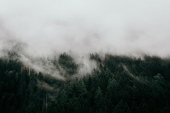 A captivating view of a foggy forest with mist enveloping the trees, creating a serene and moody atmosphere. HD wallpaper
