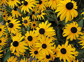 Flowers, Flower Bed, Flowerbed, Rudbekia, Rudbeckia HD wallpaper