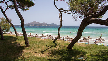 Playa de Muro coast, Beach , Trees HD wallpaper