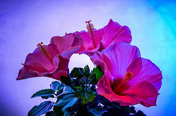 Pink Hibiscus, pink, purple flowers, nature, flowers, pink flowers HD wallpaper