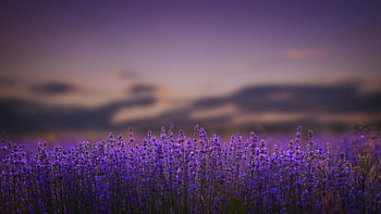Lavender field, purple, flowers, field, lavender HD wallpaper