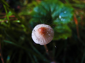 Mushroom, cool, beautiful HD wallpaper