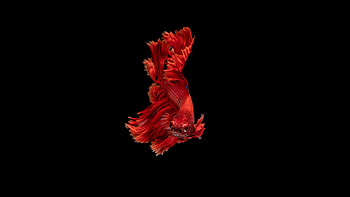 Betta, Fish HD wallpaper