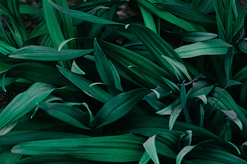Plants, Grass, Macro HD wallpaper