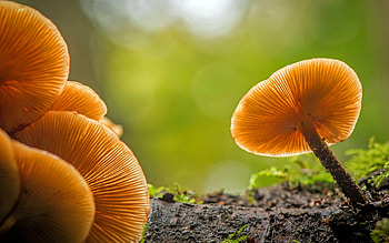 Mushrooms, nature, plant, fungi HD wallpaper