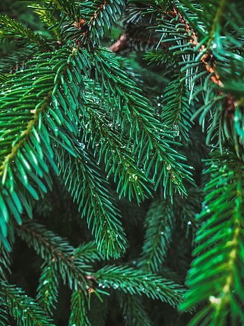 Nature, Needle, Drops, Macro, Branches, Fir, Spruce HD phone wallpaper