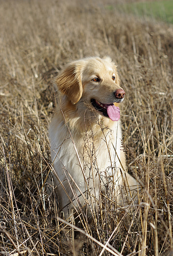 Animals, Dog, Protruding Tongue, Tongue Stuck Out, Retriever, Golden Retriever HD phone wallpaper
