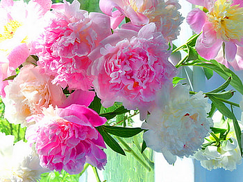 Bathed in the sun, white, stems, sunlight, colors, pink, bright, green, flowers, cream HD wallpaper