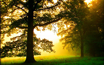 Beautiful Forest, Beautiful, green, trees, nature, forest, sunset HD wallpaper