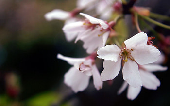 Grass, Leaves, Macro, Bloom, Flowering, Branch HD wallpaper