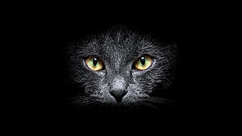 Animals, Cats HD wallpaper