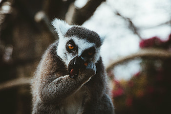 Animals, Muzzle, Animal, Lemur, Eats HD wallpaper