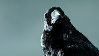 Raven, Vikings, Still, R HD wallpaper