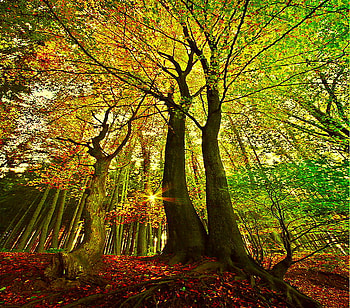 Sunlit, leaves, sunlight, green, red, branches, trees, gold HD wallpaper