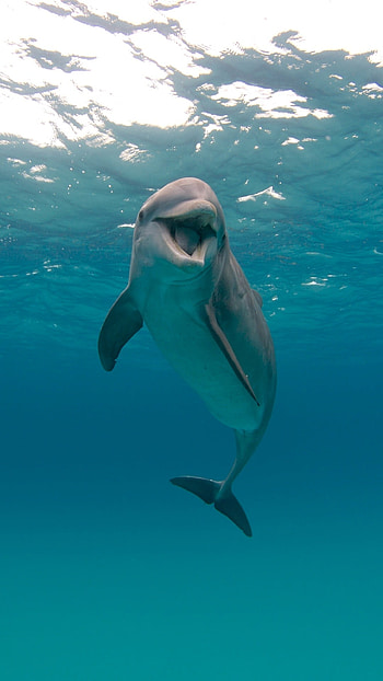 Dolphin, Beautiful Dolphin Fish HD phone wallpaper