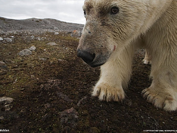 polar bear on land, soon to be endangered, polar bear HD wallpaper