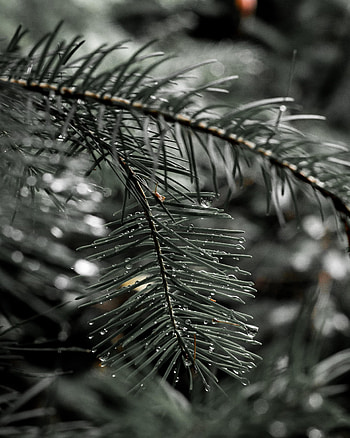 Nature, Needle, Drops, Macro, Spruce, Fir HD phone wallpaper