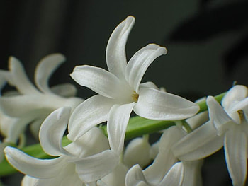 Spring flower, delicate, white, flower, soft, nature, smelle, spring HD wallpaper