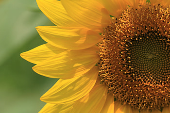 Sunflower Close, sunflower, close, graphy, flowers HD wallpaper