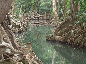 INDIA SCARY RIVER, trees, river, scary, india HD wallpaper
