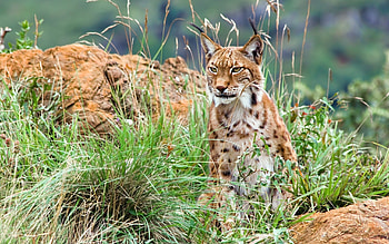 Lynx, animal, Ear, Jungle HD wallpaper