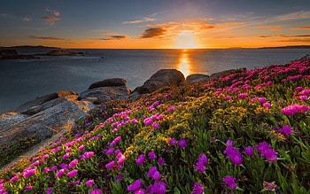 Coastal wildflowers at sunset, sea, coast, beautiful, rocks, fiery, wildflowers, reflection, sky, water, sunset HD wallpaper