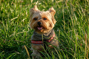 Cute, puppy, dog, grass, outdoor HD wallpaper