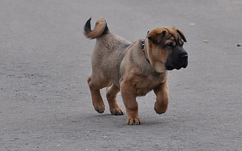Animals, Brown, Puppy, Run Away, Run, Cheeky, Jowly HD wallpaper