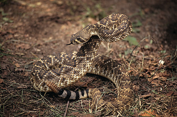Deadly snake encounter, Hiking in Arkansas, Close brush with danger, Wild encounter HD wallpaper