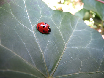 ladybird, nature, graphy, bugs, green HD wallpaper