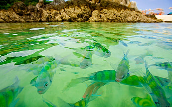Nature, Water, Fishes, Rocks, Transparent, Fish HD wallpaper