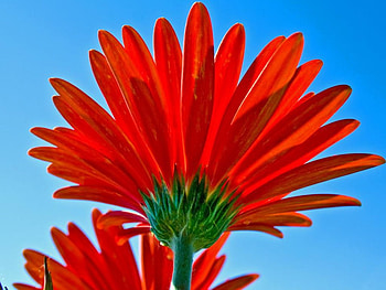Red flower, abstract, flower HD wallpaper