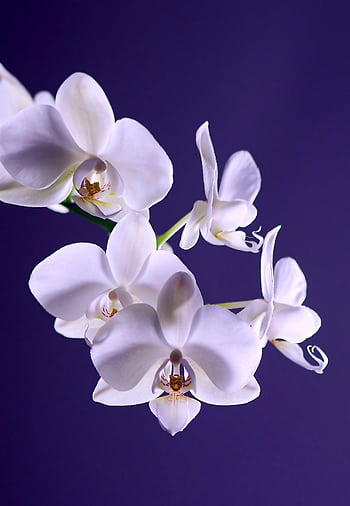 Beautiful white orchids blooming against a deep purple background, showcasing nature's elegance. HD phone wallpaper