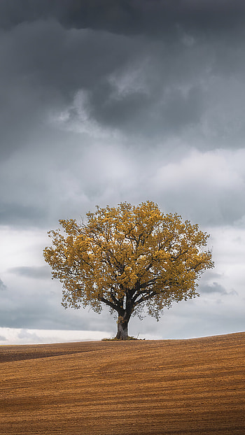 Tree landscape, bliss, Serenity captured, -perfect HD phone wallpaper