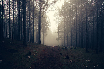 Nature, Trees, Forest, Fog HD wallpaper