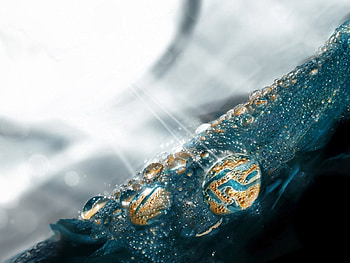 Drops, Macro, Shine, Light, Brilliance, Surface, Petal HD wallpaper