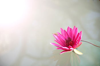A bright pink lotus flower floating peacefully on serene water, capturing nature's elegance. HD wallpaper