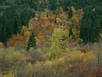 Landscape, Trees, Autumn HD wallpaper