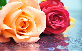 Beautiful rose, flowers, bloom, roses, petals HD wallpaper