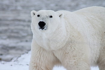 Close-up of a polar bear in its natural icy habitat, showcasing its majestic presence. HD wallpaper