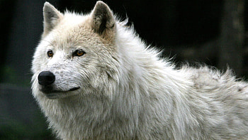 Animals, Predator, Wolf, Wool HD wallpaper
