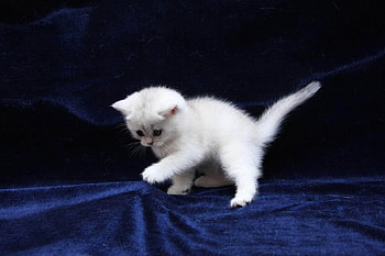 Animals, Kitty, Kitten, Silk HD wallpaper