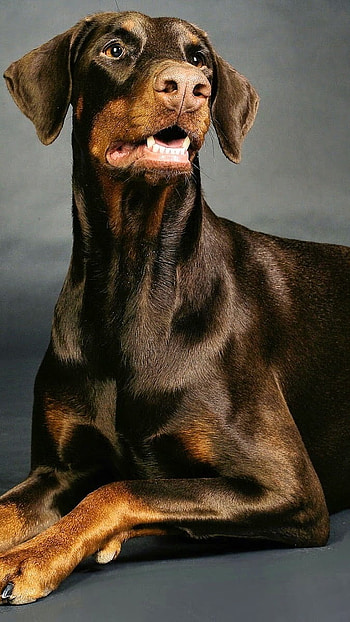 Doberman Dog, Animal, Dog HD phone wallpaper