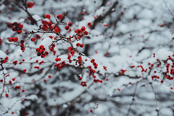Close-up of red berries on snow-laden branches, capturing winter's serene beauty. HD wallpaper