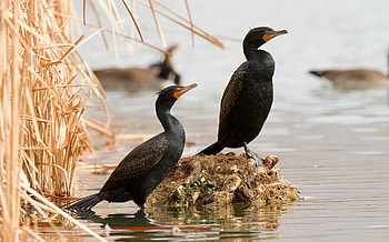 Double-crested cormorant, Avian elegance, Graceful waterbird, Soaring beauty HD wallpaper