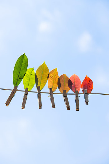 Autumn, Leaves, Miscellanea, Miscellaneous, Clothespins, Wire HD phone wallpaper