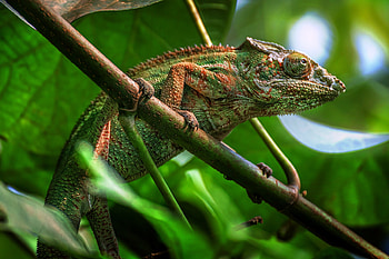 Chameleon, Animal, Lizard, Reptile, Reptiles HD wallpaper