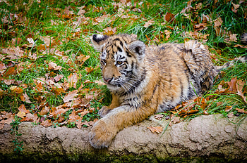 Animals, Autumn, Young, Predator, Foliage, Joey, Amur Tiger HD wallpaper