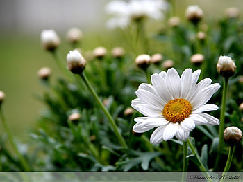 Plants, Flowers, Camomile HD wallpaper