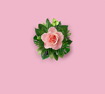 Flower, card, pink, green HD wallpaper